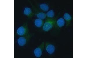 IF analysis of Heme oxygenase 2/HMOX2 using anti-Heme oxygenase 2/HMOX2 antibody (ABIN7601766). (HMOX2 Antikörper  (AA 45-301))