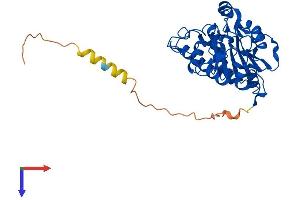 ABO Protein (AA 1-354) (His tag)