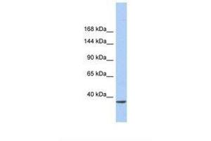 Image no. 1 for anti-SWI/SNF-Related, Matrix-Associated Actin-Dependent Regulator of Chromatin, Subfamily A, Containing DEAD/H Box 1 (SMARCAD1) (AA 51-100) antibody (ABIN6737753)