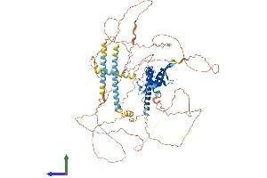 AlphaFold protein structure predicition of Mouse Recombinant Foxp4 Protein, UniprotID Q9DBY0 (FOXP4 Protein (AA 1-795) (His tag))