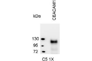Western Blotting (WB) image for anti-Carcinoembryonic Antigen-Related Cell Adhesion Molecule 1 (CEACAM1) antibody (ABIN614759) (CEACAM1 Antikörper)