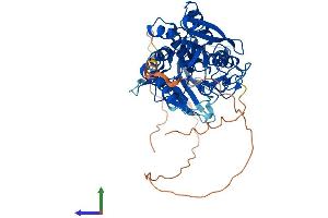 AlphaFold protein structure predicition of Mouse Recombinant Agbl4 Protein, UniprotID Q09LZ8