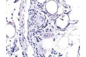 Immunohistochemistry (IHC) image for anti-Fatty Acid Binding Protein 7, Brain (FABP7) (Middle Region) antibody (ABIN1030929) (FABP7 Antikörper  (Middle Region))