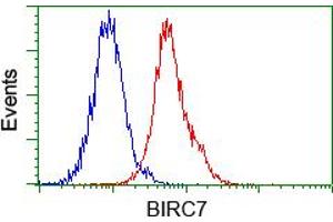 Image no. 3 for anti-Baculoviral IAP Repeat-Containing 7 (BIRC7) antibody (ABIN1499181) (BIRC7 Antikörper)