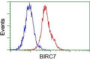 Image no. 3 for anti-Baculoviral IAP Repeat-Containing 7 (BIRC7) antibody (ABIN1499181)
