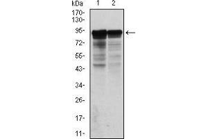 Western blot analysis using NEFL mouse mAb against Hela (1) and Jurkat (2) cell lysate.