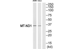 Western blot analysis of extracts from A549 cells and COLO cells, using MT-ND1 antibody. (MT-ND1 Antikörper  (Internal Region))