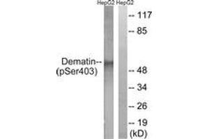 Western blot analysis of extracts from HepG2 cells treated with Insulin 0. (Dematin Antikörper  (pSer403))