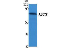 Western Blotting (WB) image for anti-ATP-Binding Cassette, Sub-Family G (WHITE), Member 1 (ABCG1) (C-Term) antibody (ABIN3187624) (ABCG1 Antikörper  (C-Term))
