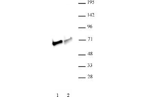 NRF1 antibody (pAb) tested by Western blot. (NRF1 Antikörper  (C-Term))