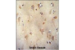 LRC40 antibody (C-term) (ABIN654977 and ABIN2844617) immunohistochemistry analysis in formalin fixed and paraffin embedded human brain tissue followed by peroxidase conjugation of the secondary antibody and DAB staining. (LRRC40 Antikörper  (C-Term))