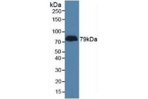 LPHN3 antibody  (AA 1105-1447)