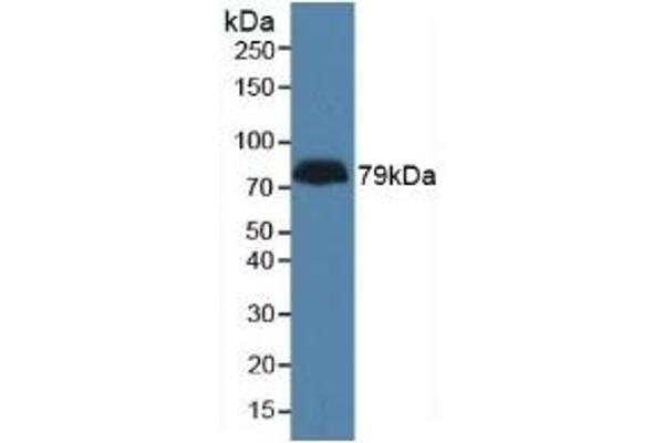 LPHN3 antibody  (AA 1105-1447)