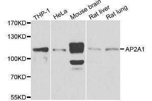 Western blot analysis of extracts of various cell lines, using AP2A1 antibody. (alpha Adaptin Antikörper  (AA 1-260))