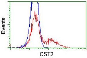 Image no. 3 for anti-Cystatin SA (CST2) antibody (ABIN1497757) (CST2 Antikörper)