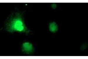 Anti-RNPEP mouse monoclonal antibody (ABIN2455311) immunofluorescent staining of COS7 cells transiently transfected by pCMV6-ENTRY RNPEP (RC200756). (RNPEP Antikörper)