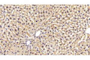 Detection of AST in Mouse Liver Tissue using Monoclonal Antibody to Aspartate Aminotransferase (AST) (GOT1 Antikörper  (AA 1-413))