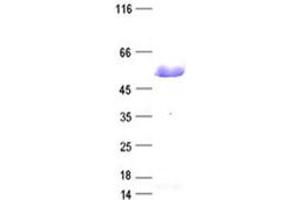 Western Blotting (WB) image for Interferon Regulatory Factor 2 (IRF2) protein (DYKDDDDK Tag) (ABIN2723789)