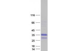 C1QL3 Protein (Myc-DYKDDDDK Tag)
