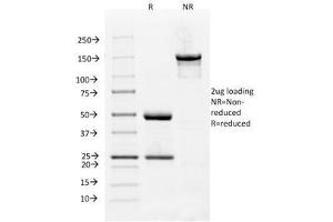SDS-PAGE Analysis of Purified, BSA-Free VEGFR1 Antibody (clone FLT1/658). (FLT1 Antikörper)