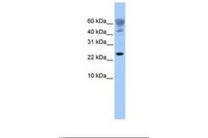 Image no. 1 for anti-FUN14 Domain Containing 1 (FUNDC1) (AA 77-126) antibody (ABIN6739393) (FUNDC1 Antikörper  (AA 77-126))