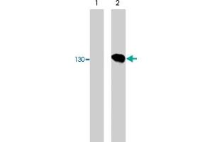 Western blot of COS-7 cells untransfected (lane 1) or transfected with HA-tagged mouse neuropilin-1 (lane 2).