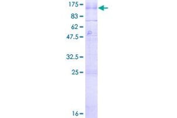 GABBR1 Protein (AA 1-844) (GST tag)