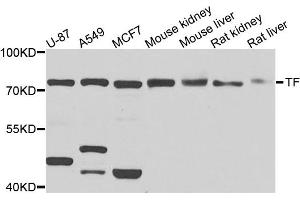 Western blot analysis of extracts of various cell lines, using TF antibody. (Transferrin Antikörper)