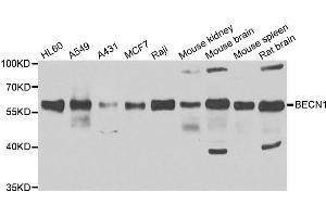 Western blot analysis of extracts of various cell lines, using BECN1 antibody.