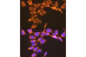 Immunofluorescence analysis of NIH-3T3 cells using PGE Receptor EP2 (PGE Receptor EP2 (PGE receptor EP2 (PTGER2))) Rabbit mAb (ABIN7269572) at dilution of 1:100 (40x lens). (PTGER2 Antikörper)