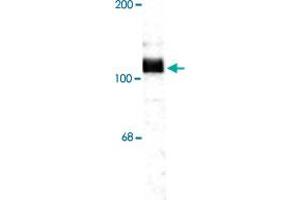 Western blot of rat hippocampal lysate showing specific immunolabeling of the ~115 KDa APP protein.