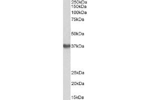 ABIN4902641 (1µg/ml) staining of Human Placenta lysate (35µg protein in RIPA buffer). (GNA12 Antikörper)