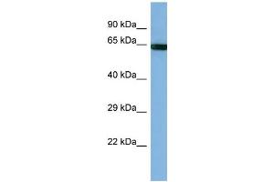 Host: Rabbit Target Name: PCDHB14 Sample Type: HT1080 Whole cell lysates Antibody Dilution: 1. (PCDHB14 Antikörper  (Middle Region))