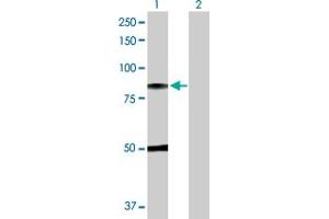 Western Blot analysis of C1R expression in transfected 293T cell line by C1R MaxPab polyclonal antibody. (C1R Antikörper  (AA 1-705))