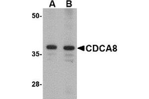 Western Blotting (WB) image for anti-Cell Division Cycle Associated 8 (CDCA8) (N-Term) antibody (ABIN1031311) (CDCA8 Antikörper  (N-Term))