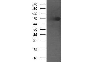 Image no. 1 for anti-Differentially Expressed in FDCP 6 Homolog (DEF6) antibody (ABIN1497811) (DEF6 Antikörper)