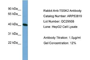 WB Suggested Anti-TSSK2  Antibody Titration: 0. (TSSK2 Antikörper  (Middle Region))