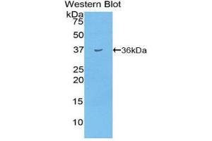 Western Blotting (WB) image for anti-Insulin (INS) (AA 25-54) antibody (ABIN1859458) (Insulin Antikörper  (AA 25-54))