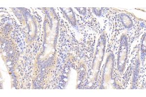 Detection of TGFb3 in Porcine Small intestine Tissue using Polyclonal Antibody to Transforming Growth Factor Beta 3 (TGFb3) (TGFB3 Antikörper  (AA 298-409))