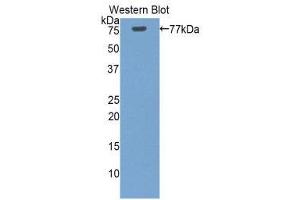 Western Blotting (WB) image for anti-Heat Shock 70kDa Protein 1-Like (HSPA1L) (AA 1-641) antibody (ABIN1859215)