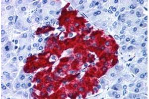 Immunohistochemical staining of human pancreas with GPR82 polyclonal antibody . (GPR82 Antikörper  (Cytoplasmic Domain))