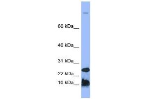 WB Suggested Anti-HAMP Antibody Titration:  0. (Hepcidin Antikörper  (N-Term))