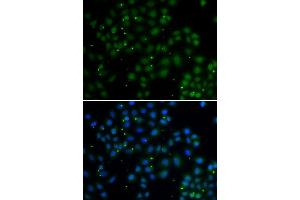 Immunofluorescence analysis of A549 cell using U2AF1L4 antibody. (Splicing factor U2AF 26 kDa subunit (U2AF1L4) Antikörper)