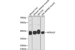 Western blot analysis of extracts of various cell lines using HOXA13 Polyclonal Antibody at dilution of 1:1000. (HOXA13 Antikörper)