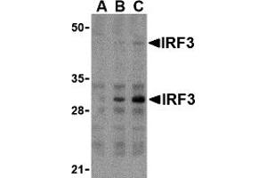 Western Blotting (WB) image for anti-Interferon Regulatory Factor 3 (IRF3) (Middle Region) antibody (ABIN1030963) (IRF3 Antikörper  (Middle Region))