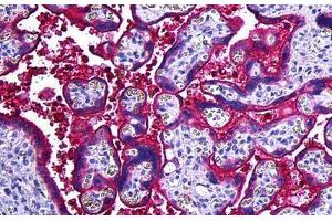 Human Placenta: Formalin-Fixed, Paraffin-Embedded (FFPE) (Haptoglobin Antikörper)
