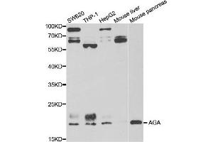 Western blot analysis of extracts of various cell lines, using AGA antibody.