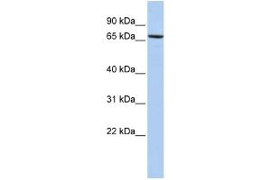WB Suggested Anti-PDIA4 Antibody Titration:  0. (PDIA4 Antikörper  (Middle Region))