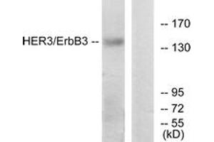 Western blot analysis of extracts from HeLa cells, using HER3 (Ab-1328) Antibody. (ERBB3 Antikörper  (AA 1293-1342))