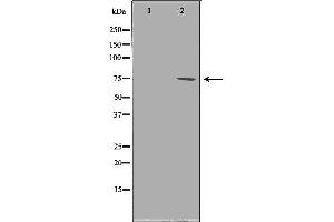 PRMT5 Antikörper  (Internal Region)